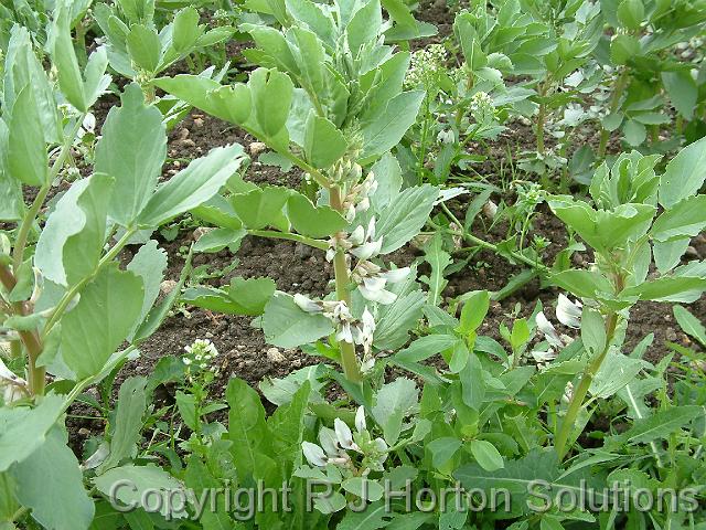 Broadbeans 2